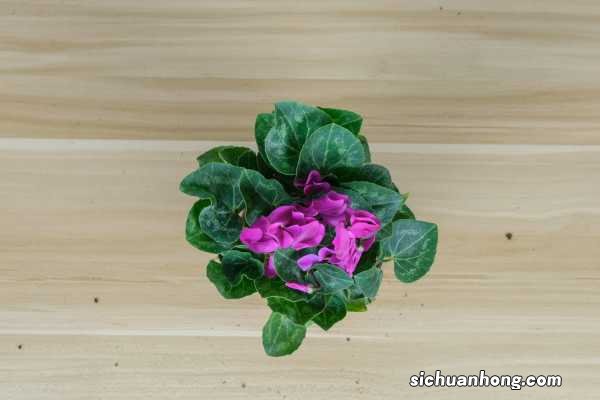 仙客来怎么换盆,几月份换盆好