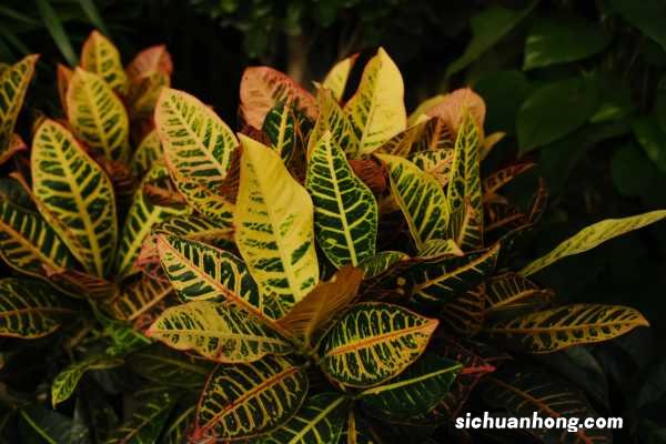 变叶木冬天怎么养，掉叶子怎么办