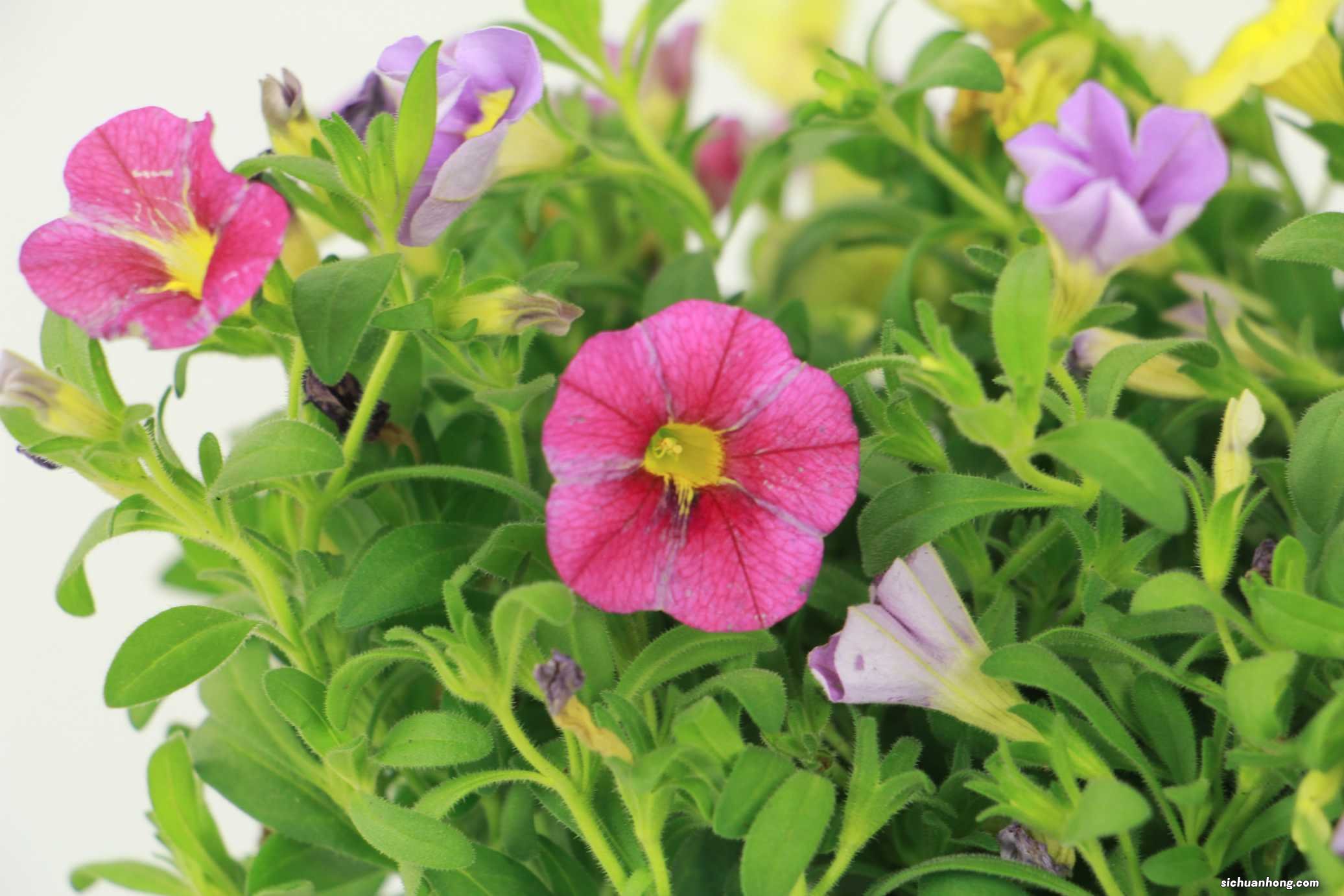 百万小铃怎么修剪，如何快速复花