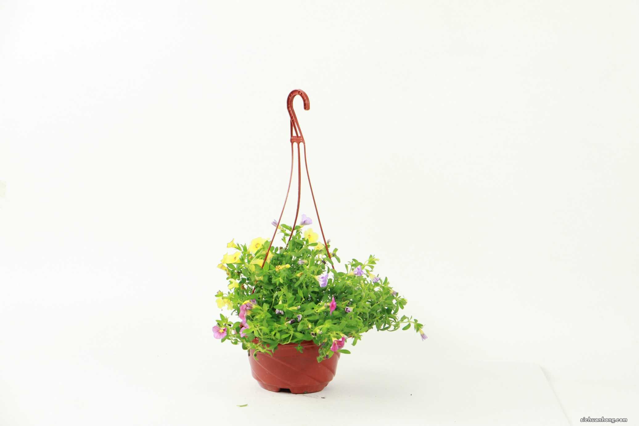 百万小铃怎么修剪，如何快速复花