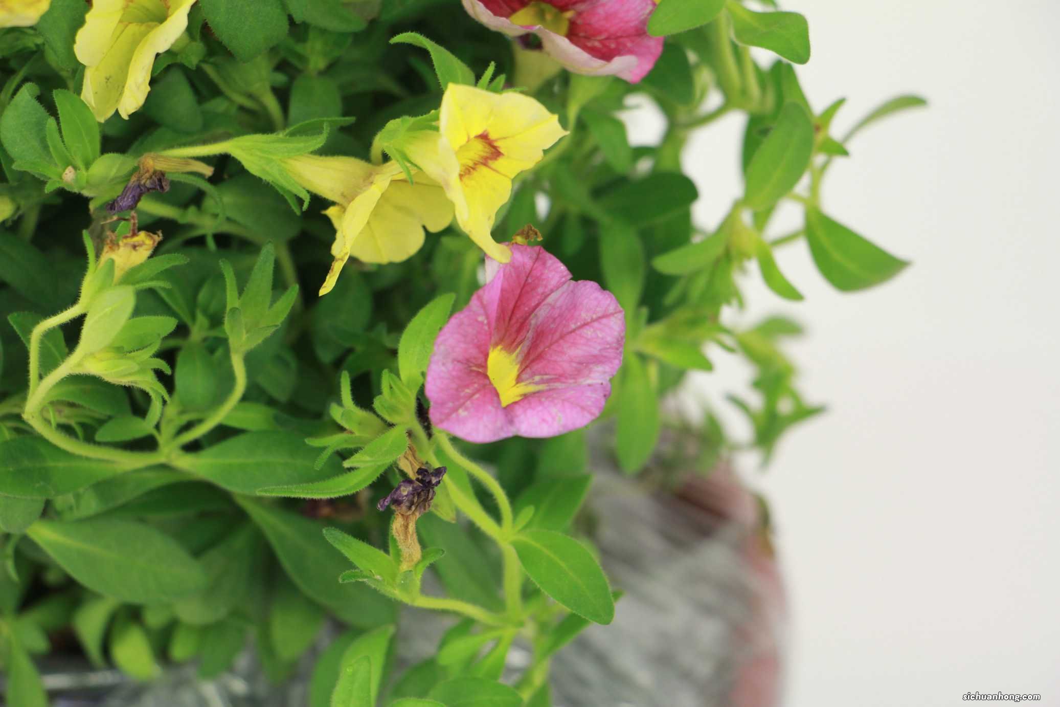 百万小铃的繁殖方法，什么时候扦插