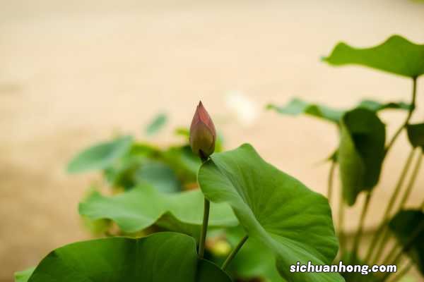 盆栽荷花繁殖方法，荷花开花时间