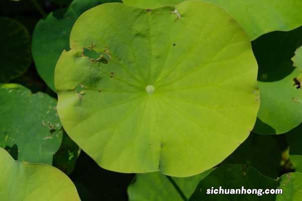 荷花何时开花，不开花怎么办