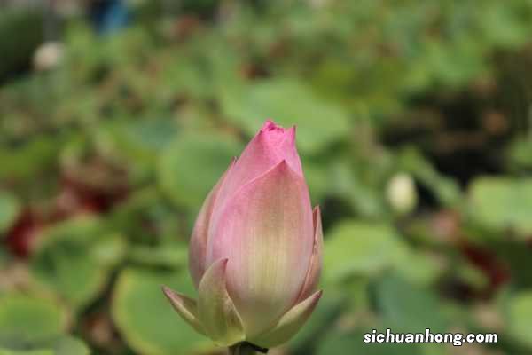 荷花冬天能开花吗,冬季如何养护