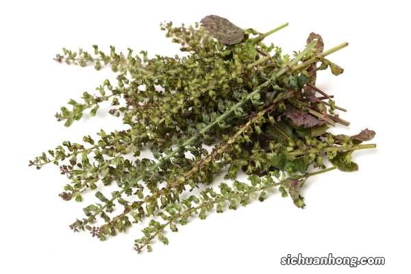 紫苏是什么,紫苏的作用