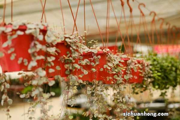 怎么让爱之蔓爆盆,怎么扦插