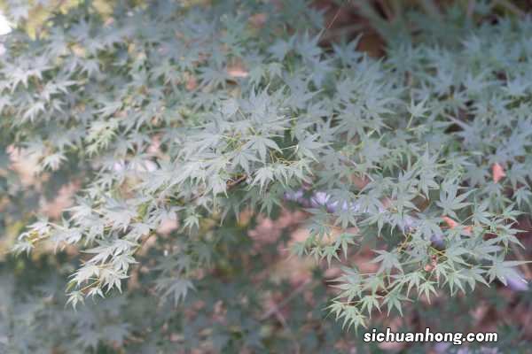 涉县庄子岭看红叶时间