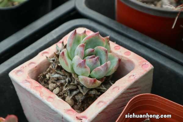 多肉缀化是怎么一回事，怎么养成缀化