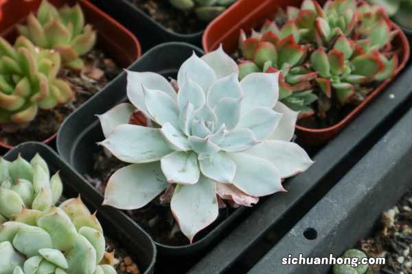 多肉缀化是怎么一回事，怎么养成缀化