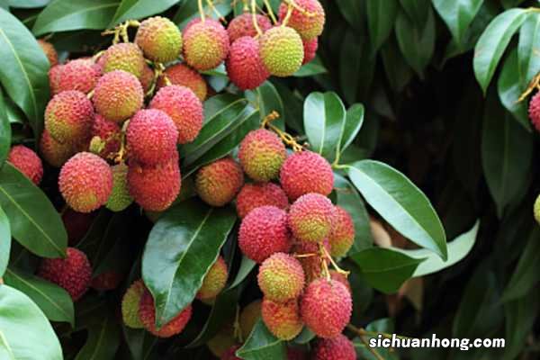 荔枝种子怎么种，盆栽能结果吗