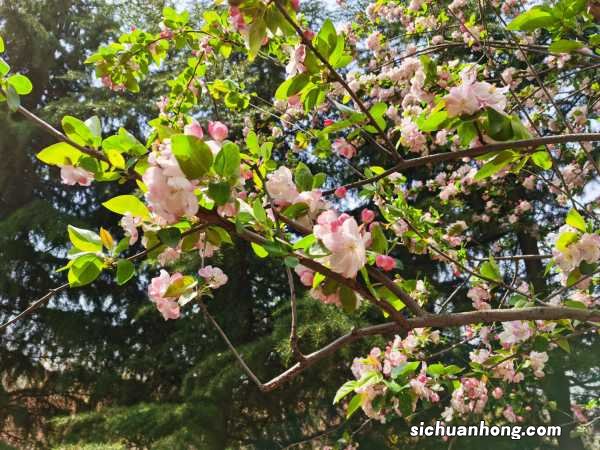 海棠果的功效与作用,海棠果图片