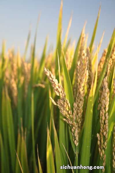 五谷是哪五谷，五谷米饭怎么做