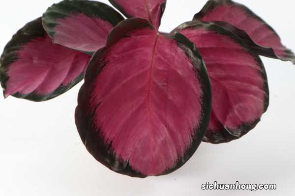 怎么让竹芋颜色又亮又绿,如何养爆盆