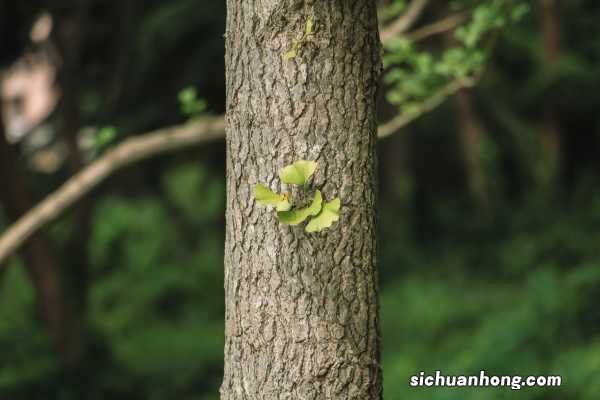 银杏树介绍,银杏树的价钱