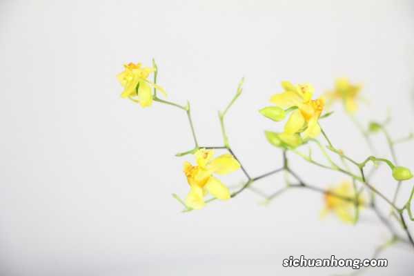 文心兰一年开几次花,花期过后怎么处理