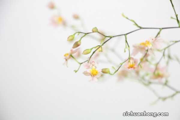 文心兰一年开几次花,花期过后怎么处理