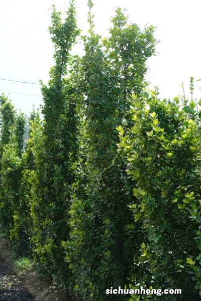 黄杨盆景怎么养，冬天怎么浇水