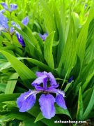 鸢尾开花后的养护，为什么不开花