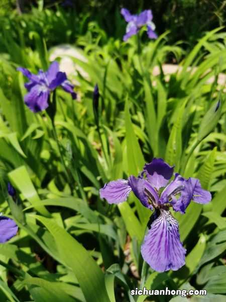 鸢尾开花后的养护,为什么不开花