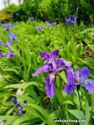 鸢尾花如何养护，繁殖方法有哪些