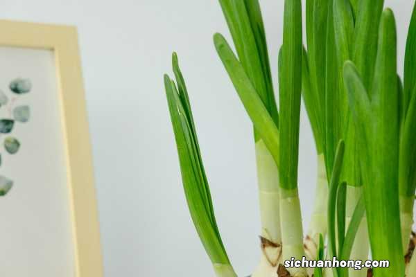 水仙花如何延长花期,水仙花什么时候开花