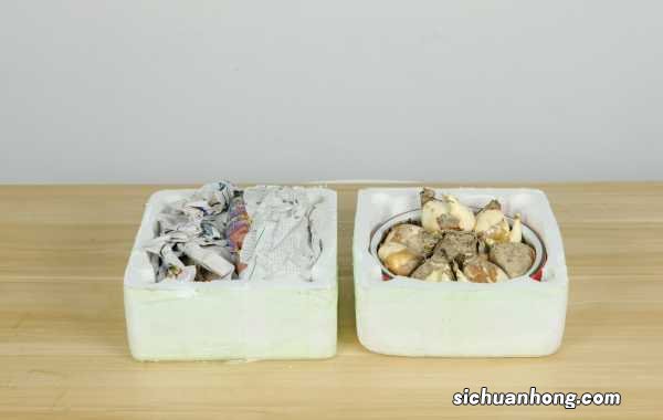 水仙花如何延长花期,水仙花什么时候开花