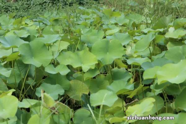 荷花象征什么,家里为什么不能养荷花