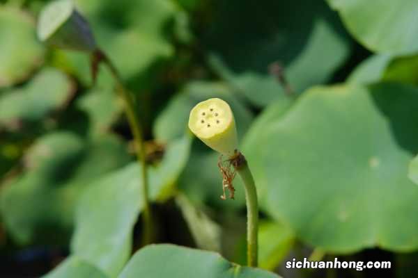 荷花象征什么,家里为什么不能养荷花