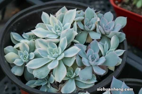 多肉开花要不要剪掉,剪下来怎么处理