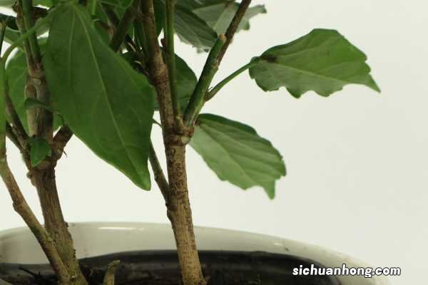 扶桑花冬天的养殖方法，可以修剪吗