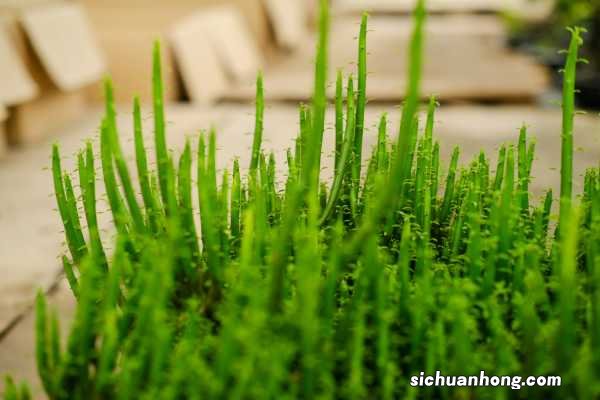 光棍树养护措施,对土壤的要求