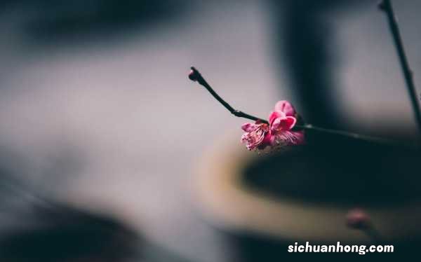 梅花的特点是什么,梅花的图片