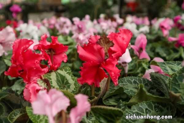 仙客来施肥多了怎么办,开花期可以施肥吗