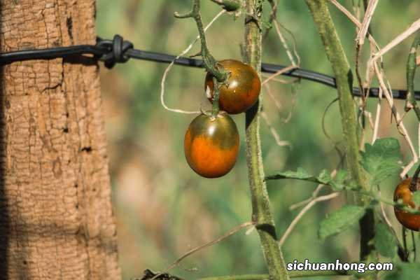 西红柿含糖高吗，晚上吃西红柿会胖吗