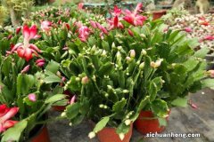 蟹爪兰是怎么养的，是怎么繁殖的