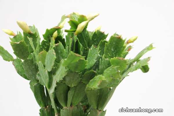 蟹爪兰怎么扦插生根快，怎么扦插容易成活