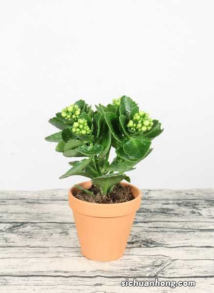 怎么让栀子花爆盆,多结花苞