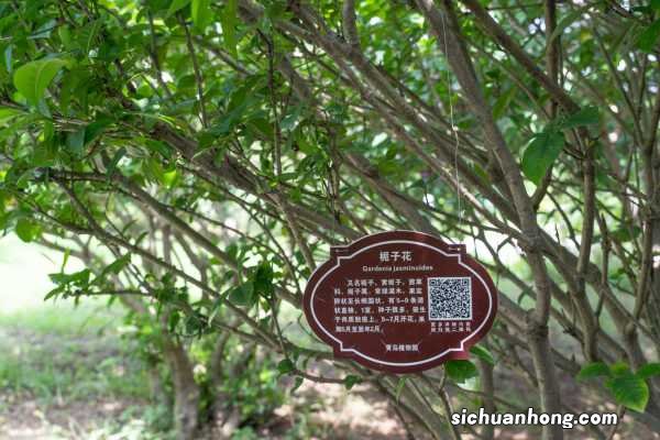 怎么让栀子花爆盆,多结花苞