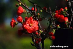 木瓜的正确吃法，木瓜食用方法