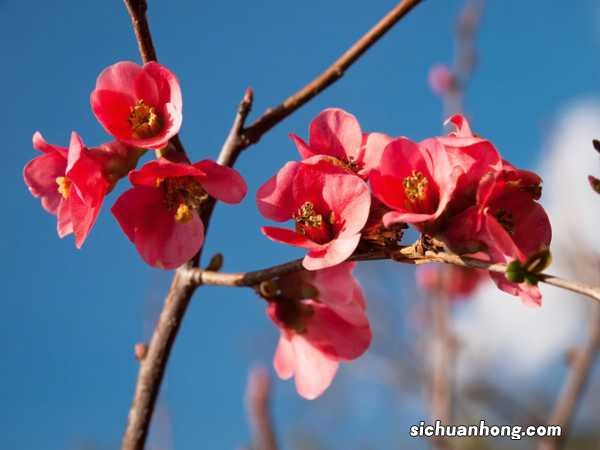 木瓜的正确吃法,木瓜食用方法