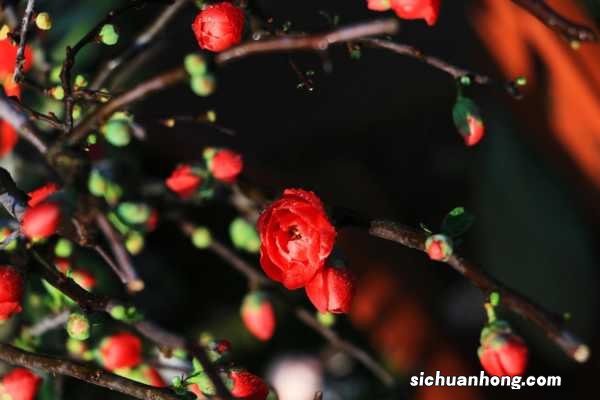 木瓜不能和什么一起吃，孕妇能不能吃木瓜