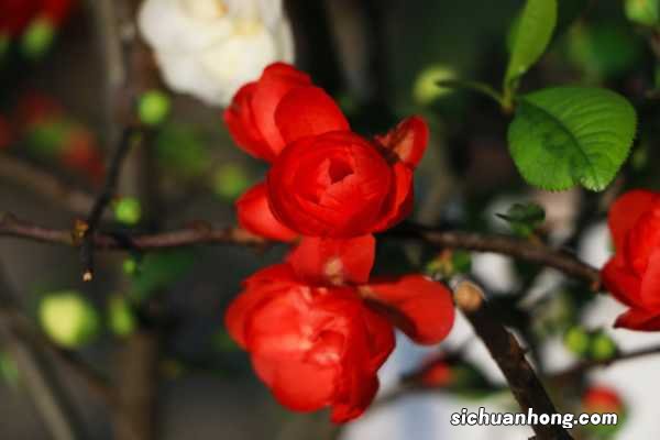 吃木瓜有什么好处，木瓜的功效