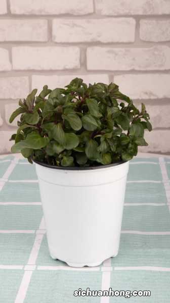 薄荷叶的功效与作用，薄荷叶泡水的功效