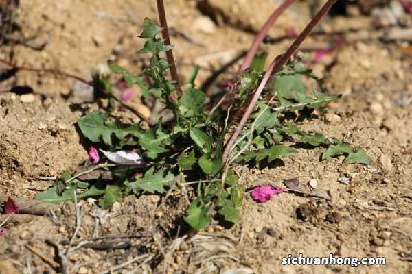 蒲公英可以吃吗，蒲公英怎么吃