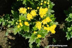 菊花的寓意，菊花代表什么