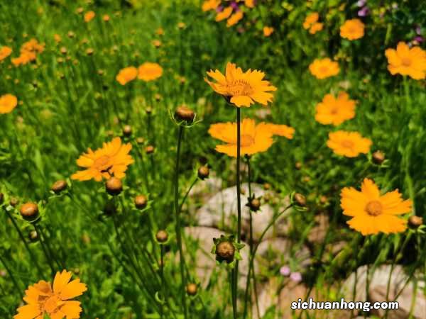 菊花什么时候开花，菊花的图片