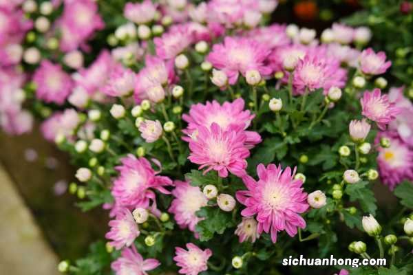 菊花像什么？菊花图片