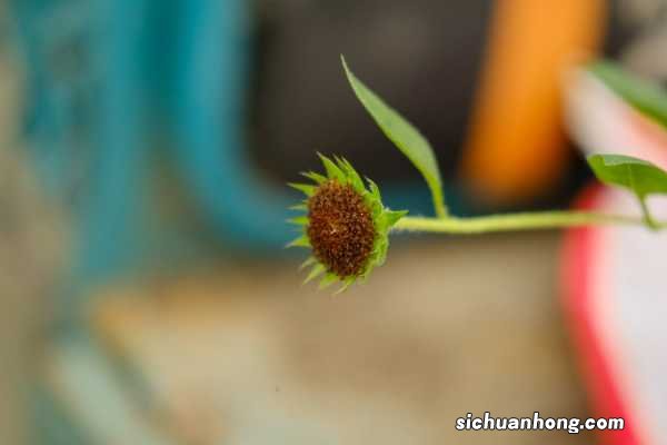 向日葵早上中午晚上有什么变化，一天中几点开花