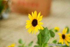 向日葵早上中午晚上有什么变化，一天中几点开花