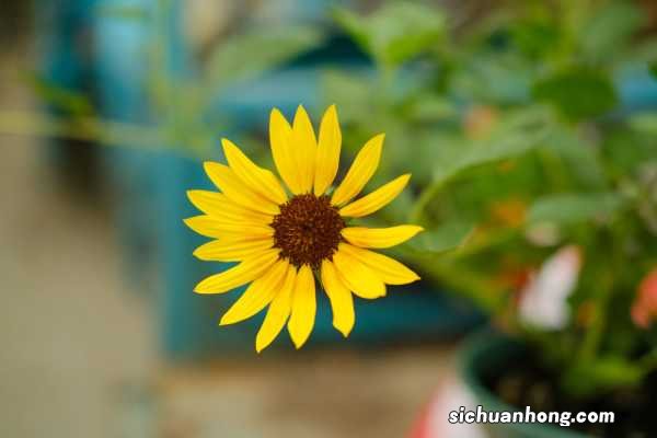 向日葵早上中午晚上有什么变化，一天中几点开花